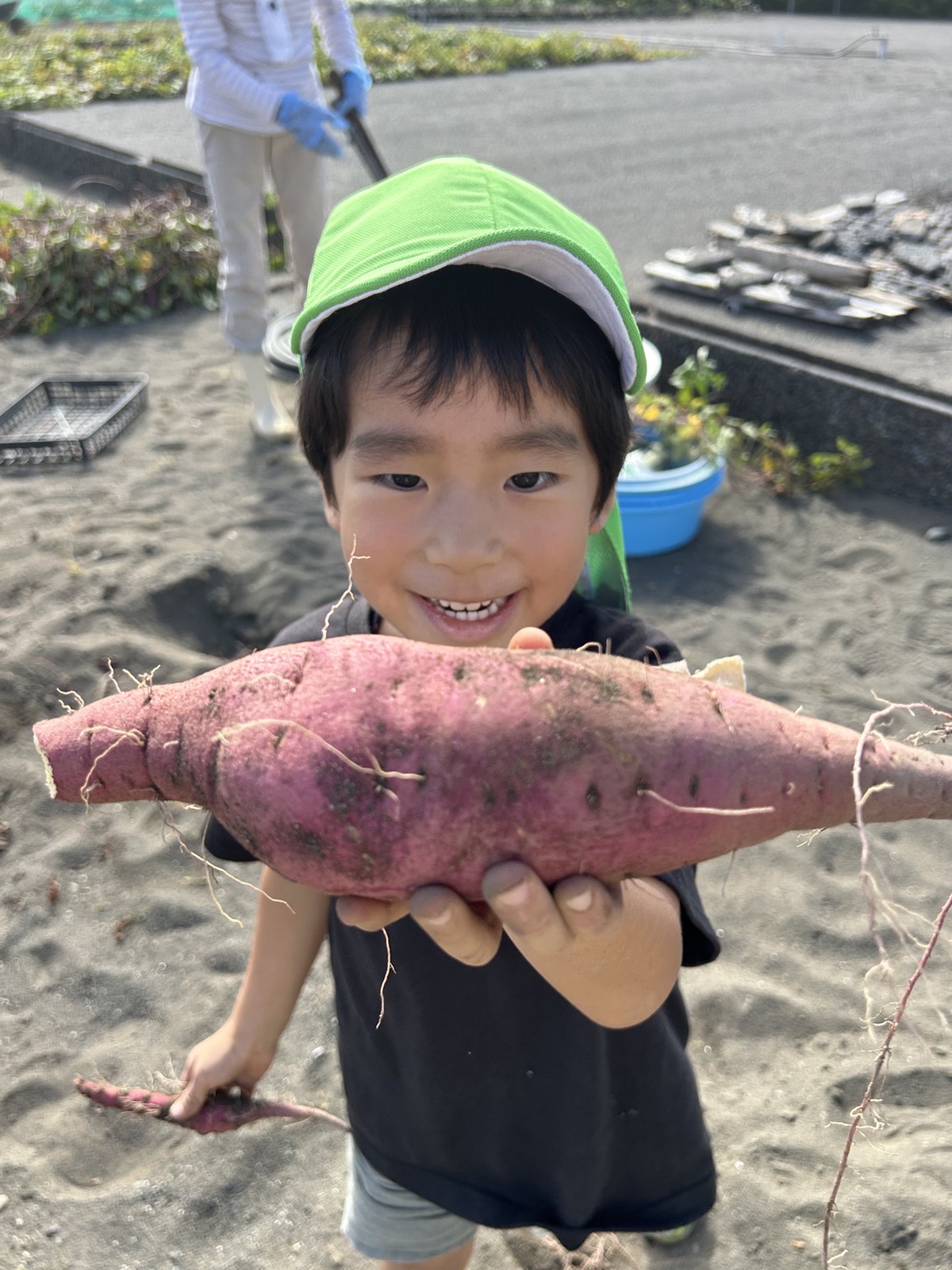 さつま芋